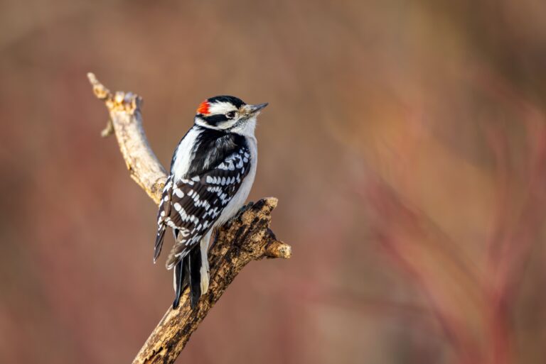 A male downy woodpecker perched on a branch