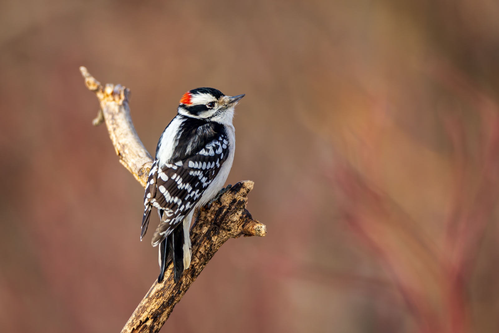 9 Backyard Birds To Recognize In Your Ohio Yard This Fall