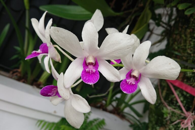 Orchid (featured image)