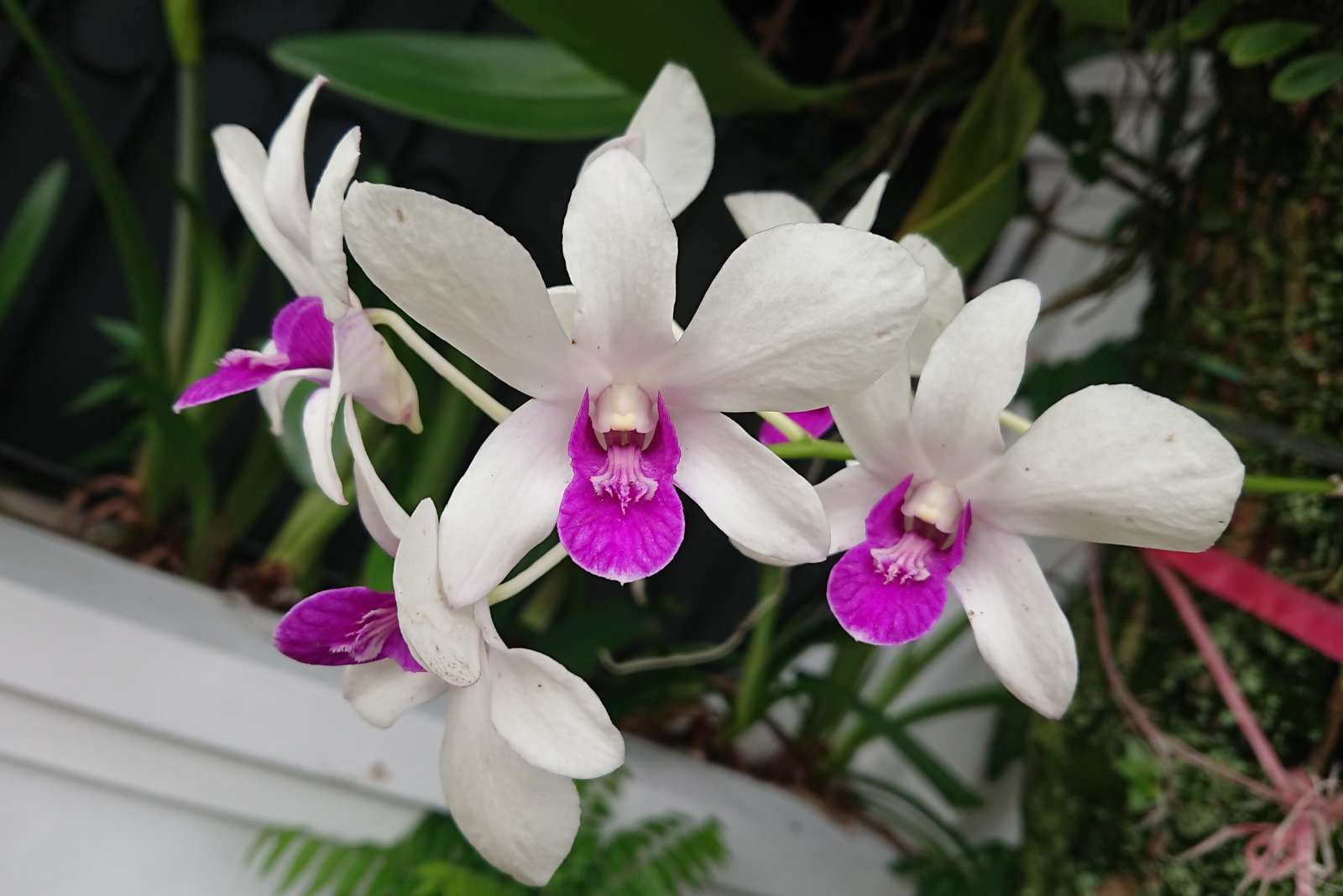 9 Beautiful Orchid Varieties Perfect For Florida Gardens