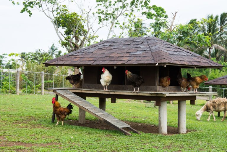 chicken coops (featured image)
