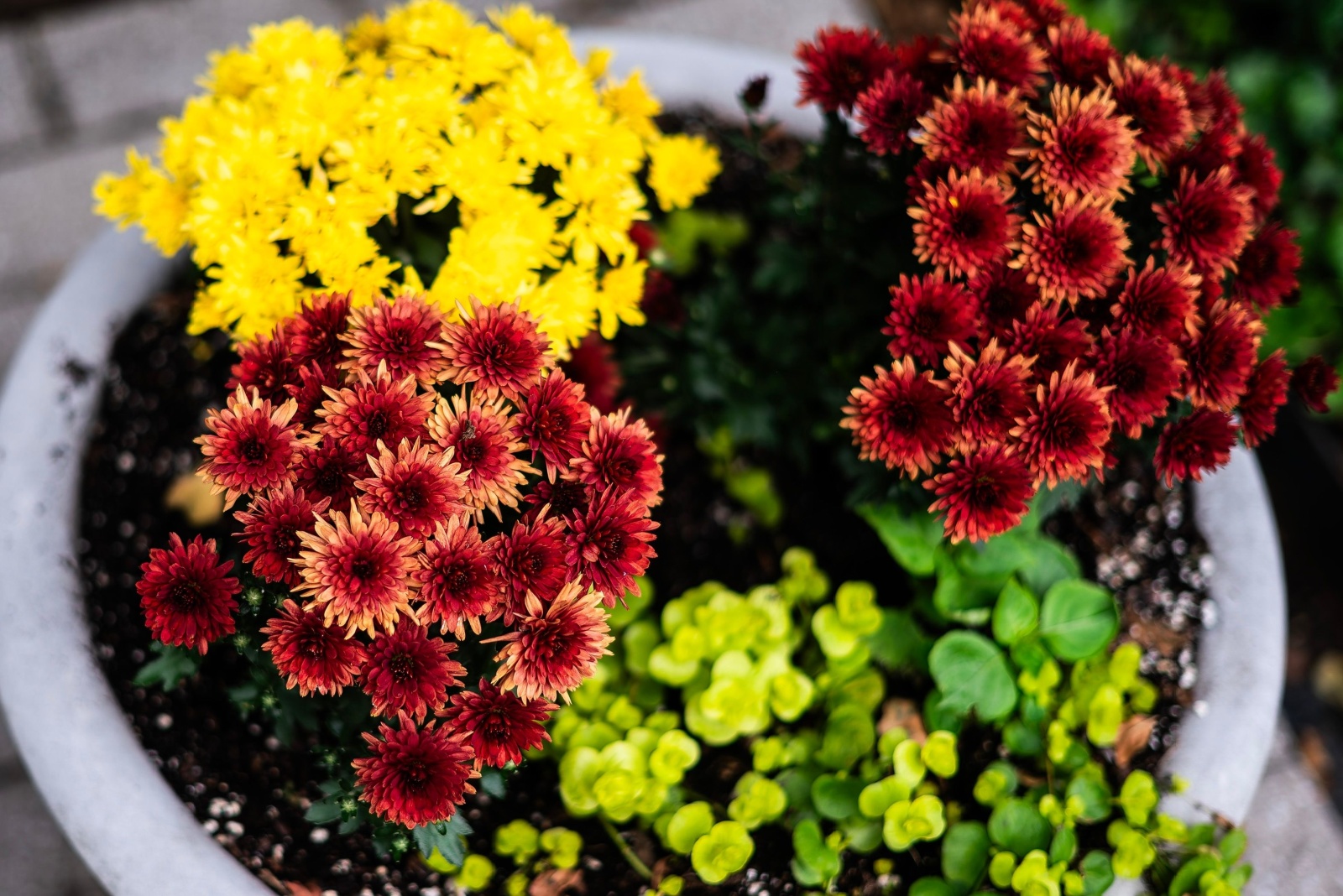 9 Common Mistakes Kentucky Shoppers Make When Buying Fall Mums