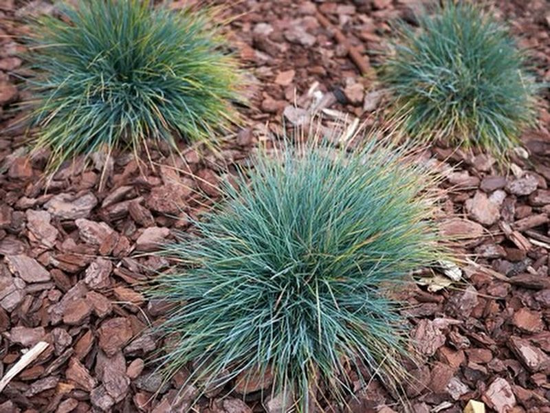Blue Fescue (Festuca glauca)