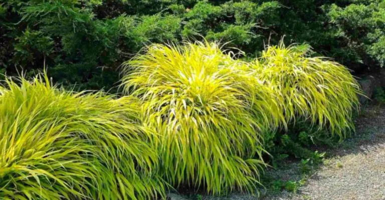 japanese forest grass