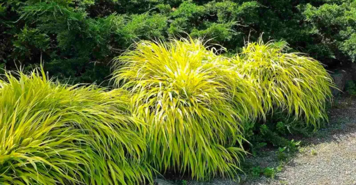 9 Container-Friendly Ornamental Grasses For Washington, D.C. Recommended By Experts
