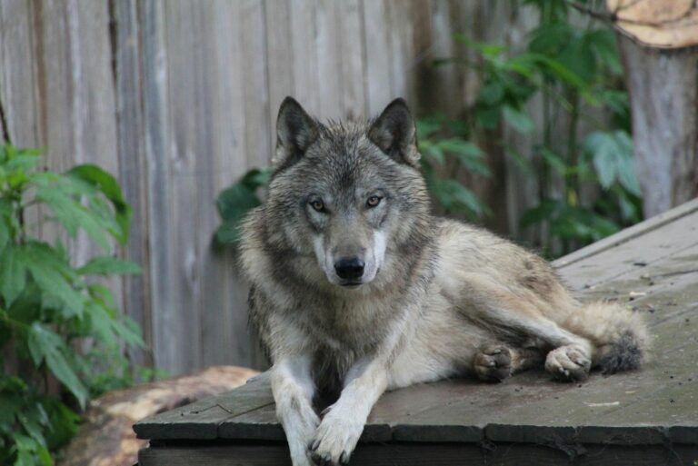 Gray Wolf Resting Outdoors in Natural Habitat