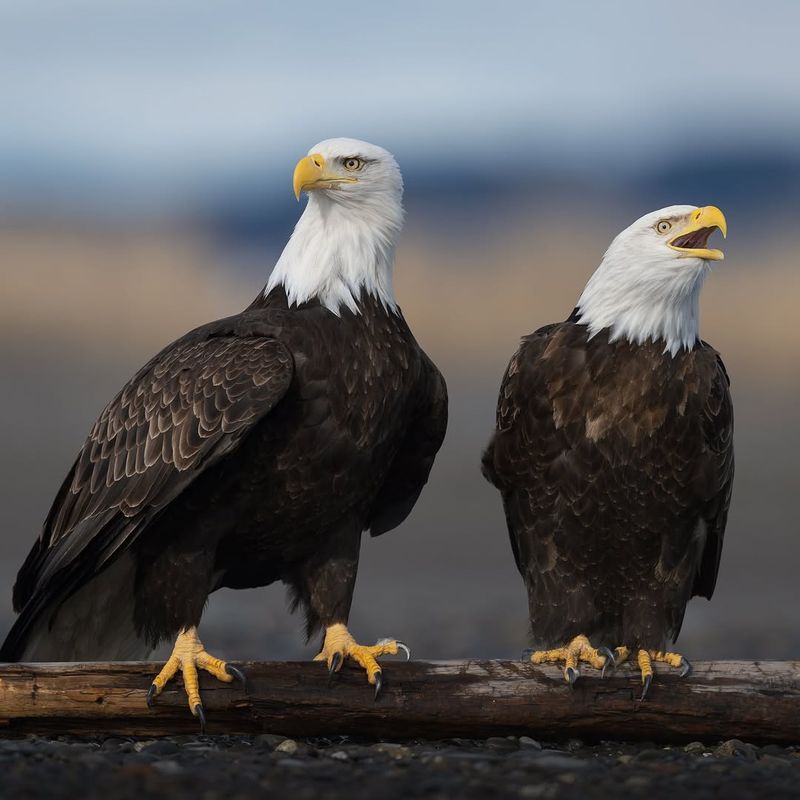 Bald Eagles