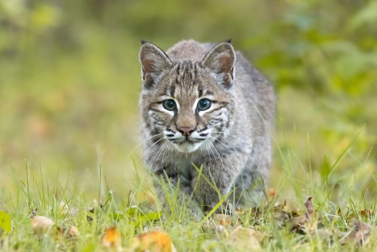 bobcats (featured image)