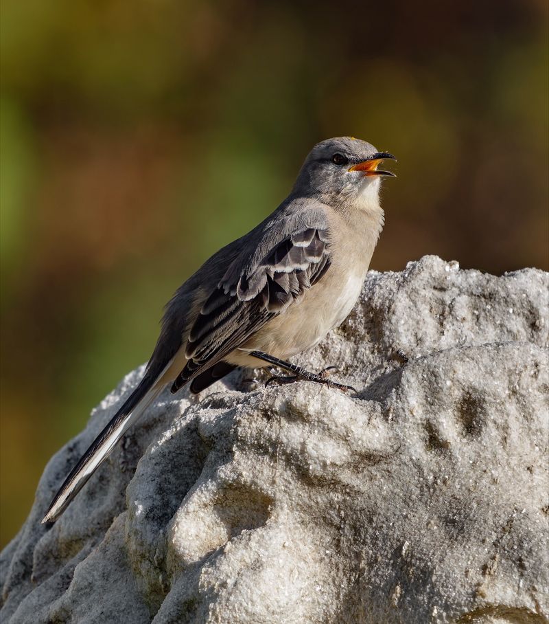 Northern Mockingbird