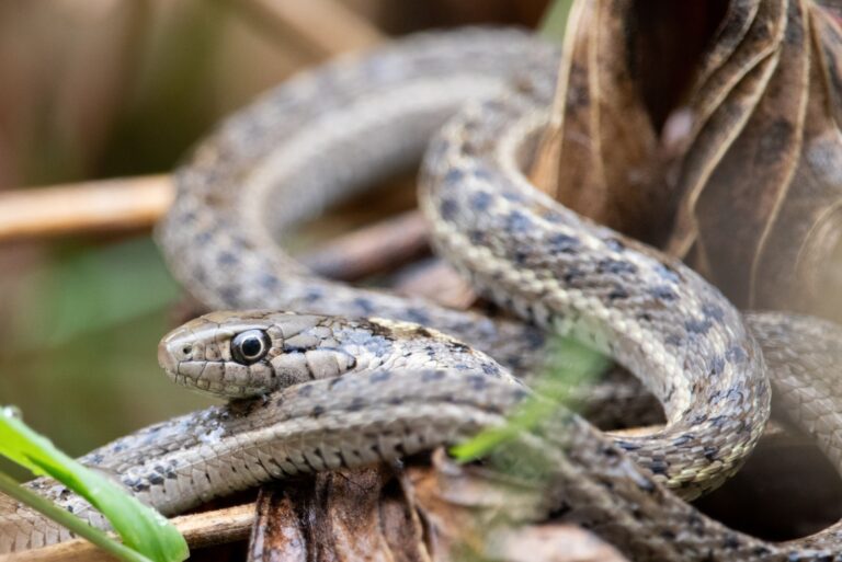 Western Terrestrial Garter Snake