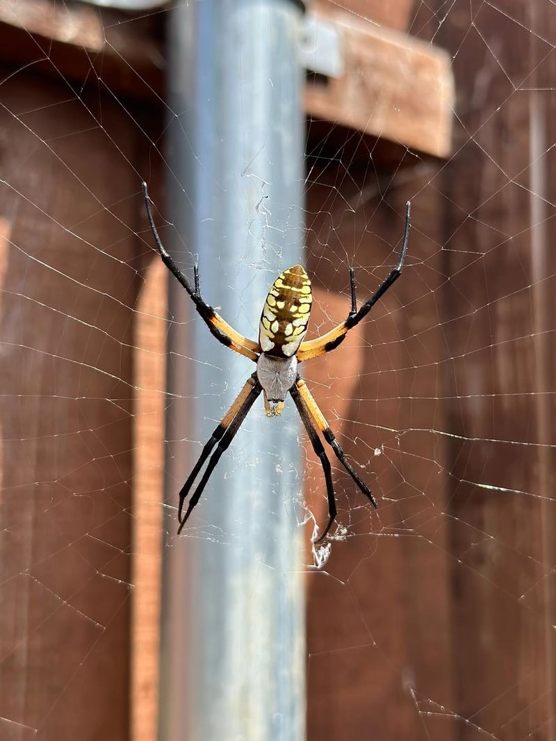 Garden Spiders: Silent Web Weavers