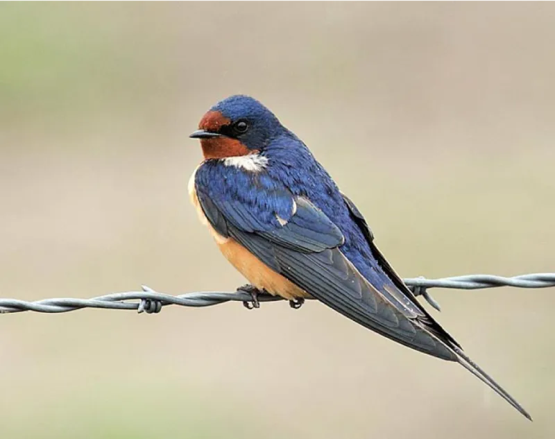 Barn Swallows