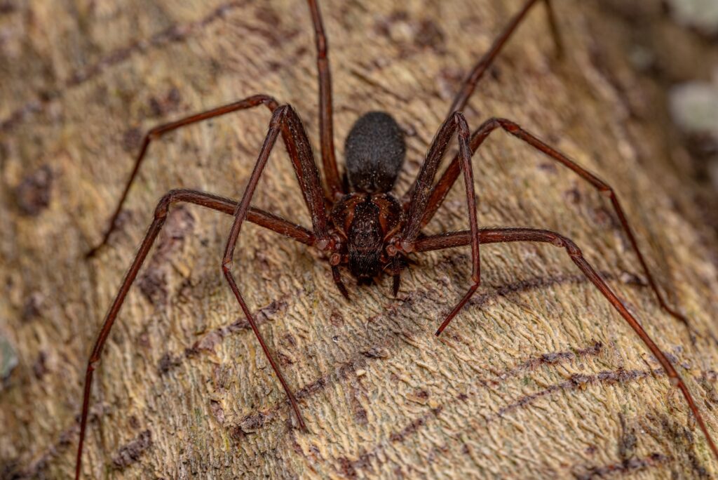9 Dangerous Insects Indiana Residents Should Eliminate On Sight