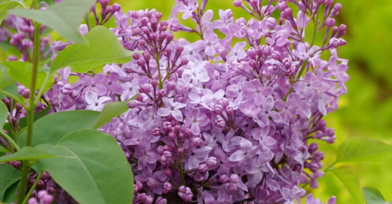 lilac bush