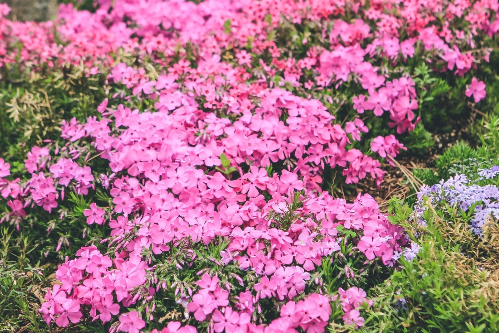 9 Fast-Spreading Ground Covers Ideal For Filling Bare Spots In Virginia Gardens