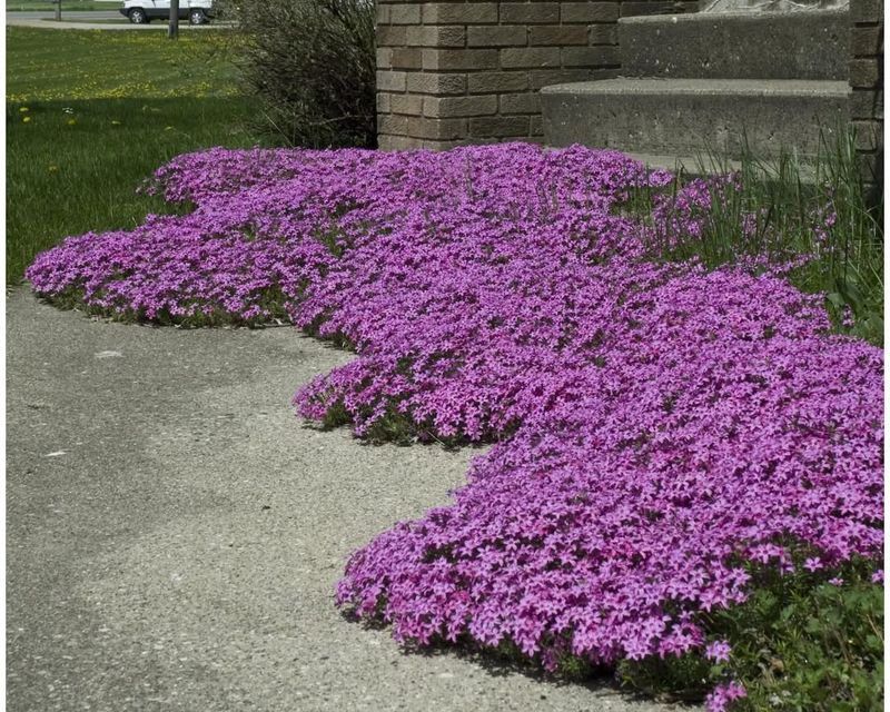 Creeping Phlox