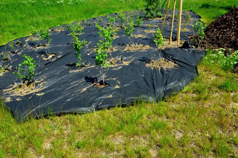 mulching plants (featured image)