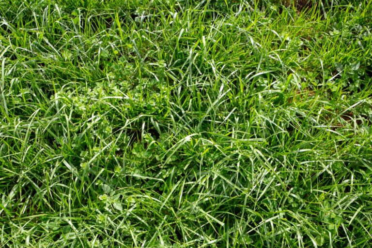 grass closeup photo