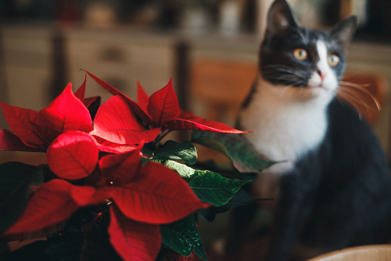 cat next to poinsettia