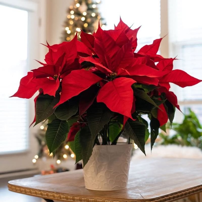 1. Poinsettias