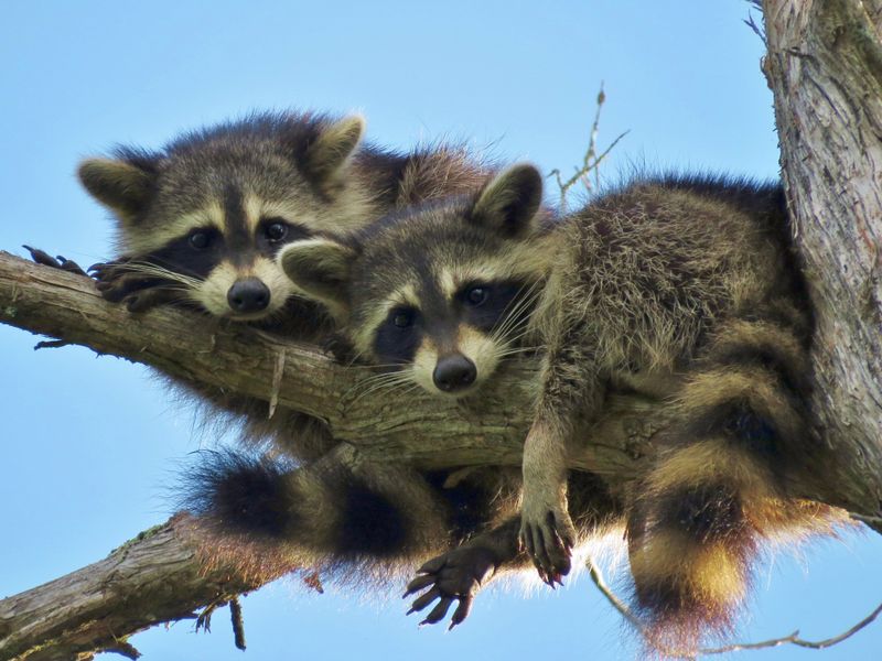 Florida Law Protects Raccoons As Wildlife