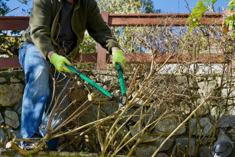 gardener trims bushes and deadwood in yard