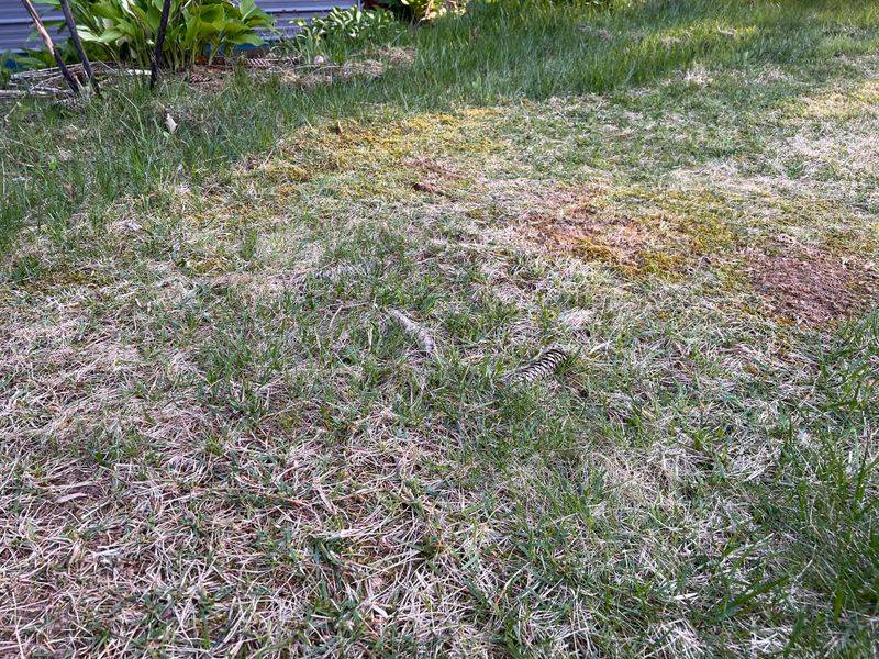 Cutting Grass Too Short Before Winter