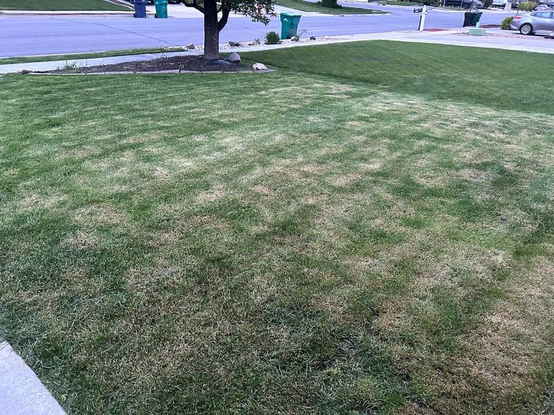 Mowing Too Short Before Winter