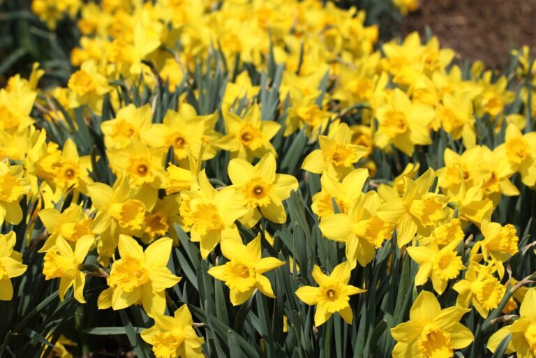 daffodils (featured image)