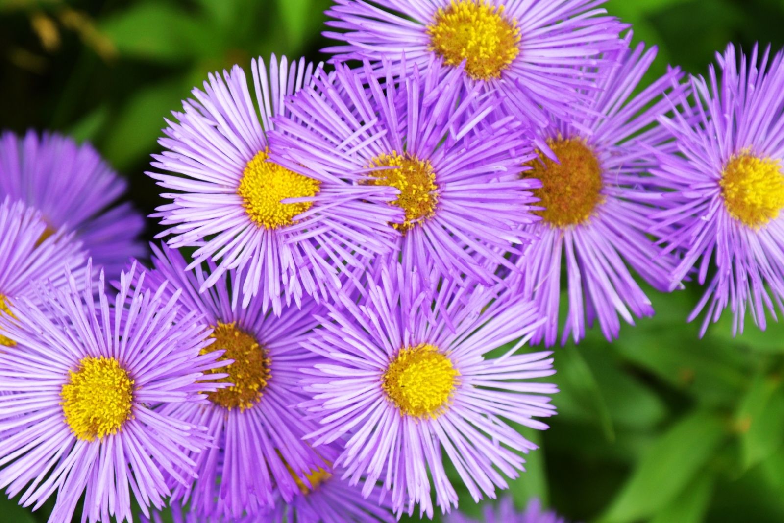 9 Native Plant Seeds You Should Direct Sow This November In Ohio