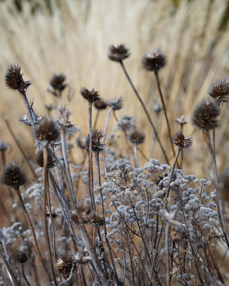 Leave Seed Heads Standing