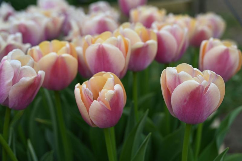 Plant Spring-Blooming Bulbs Before The Ground Freezes