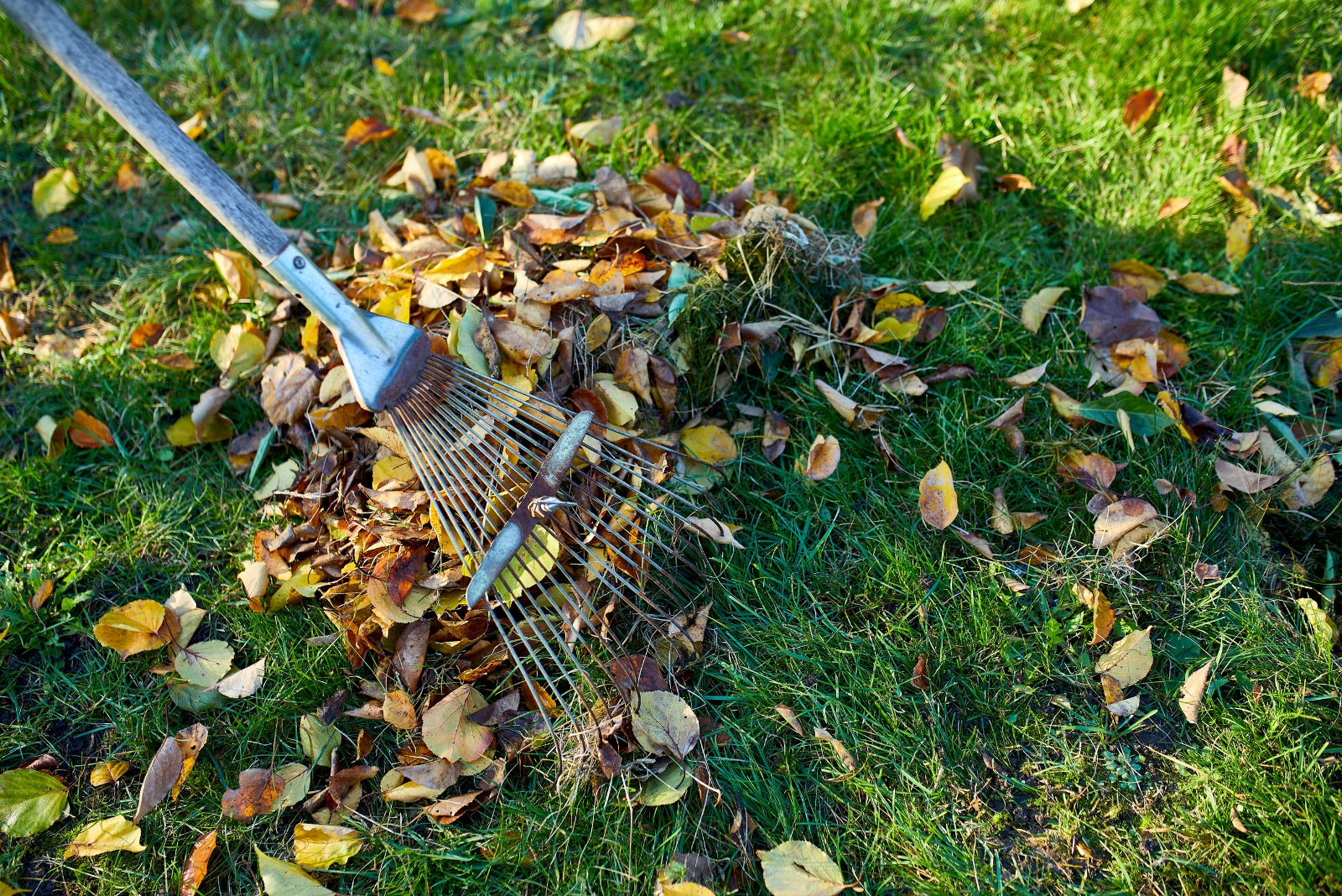 9 November Gardening Tasks Every New York Homeowner Should Do