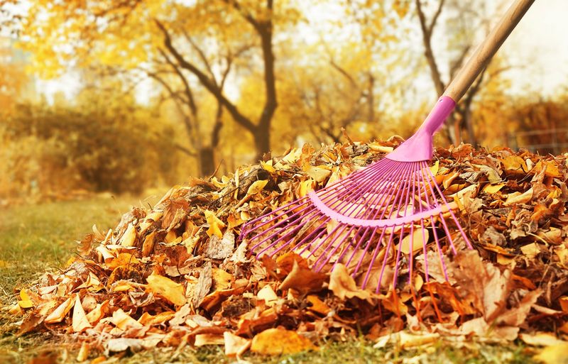 Rake and Remove Fallen Leaves