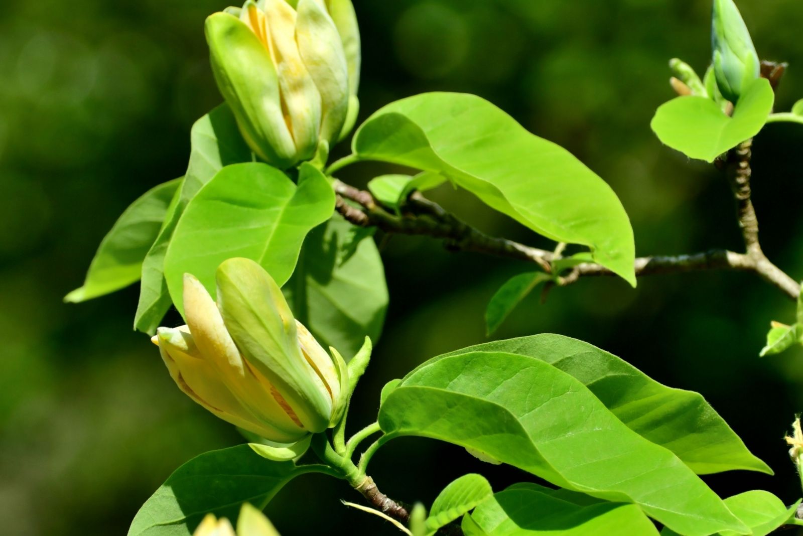 Magnolia acuminata / Cucumber Magnolia