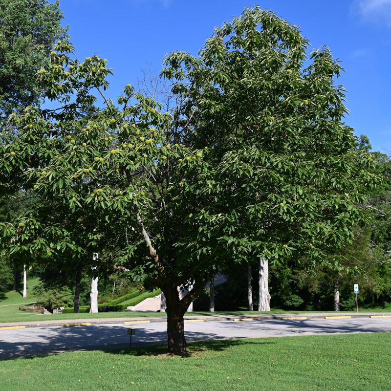American Chestnut