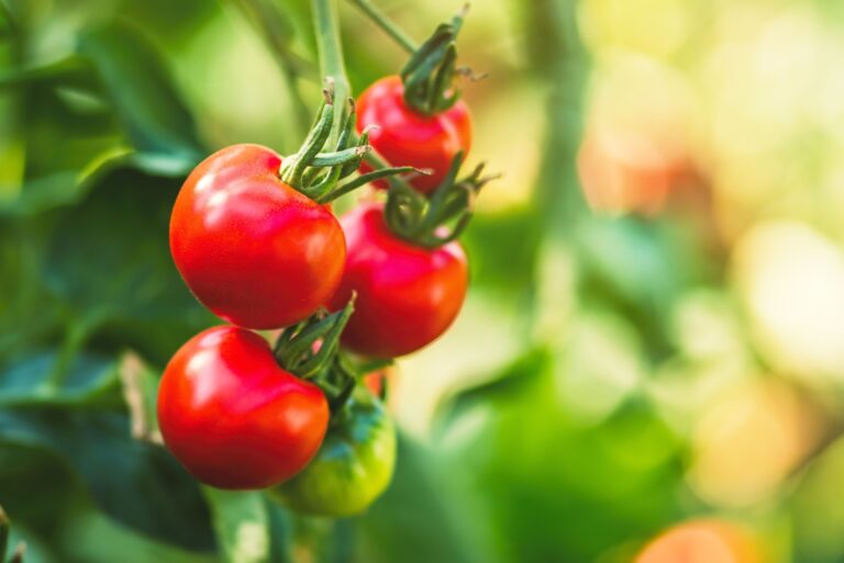 four red tomatoes in garden