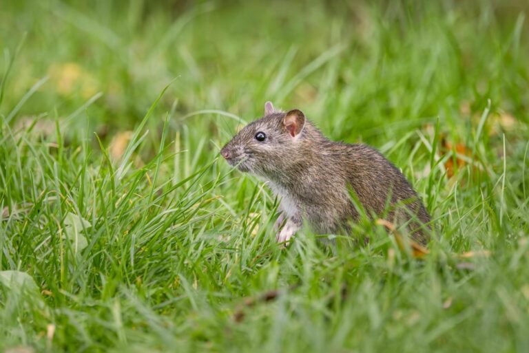 Brown Rat in Green Grass