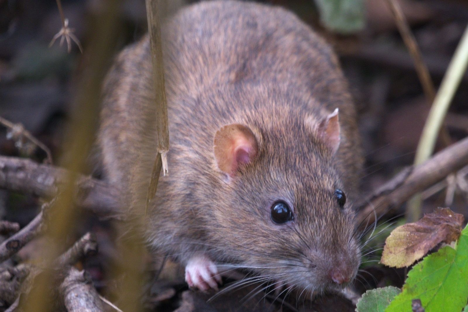 9 Plants Kansans Swear By To Keep Rats Out Of The Yard
