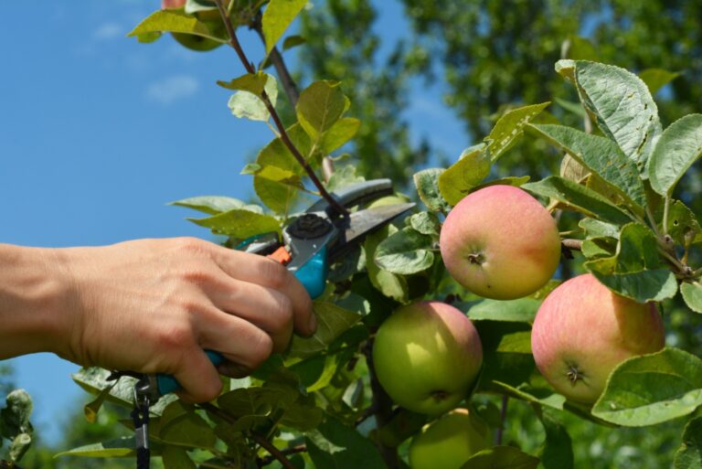 Gardener pruning fruit apple tree
