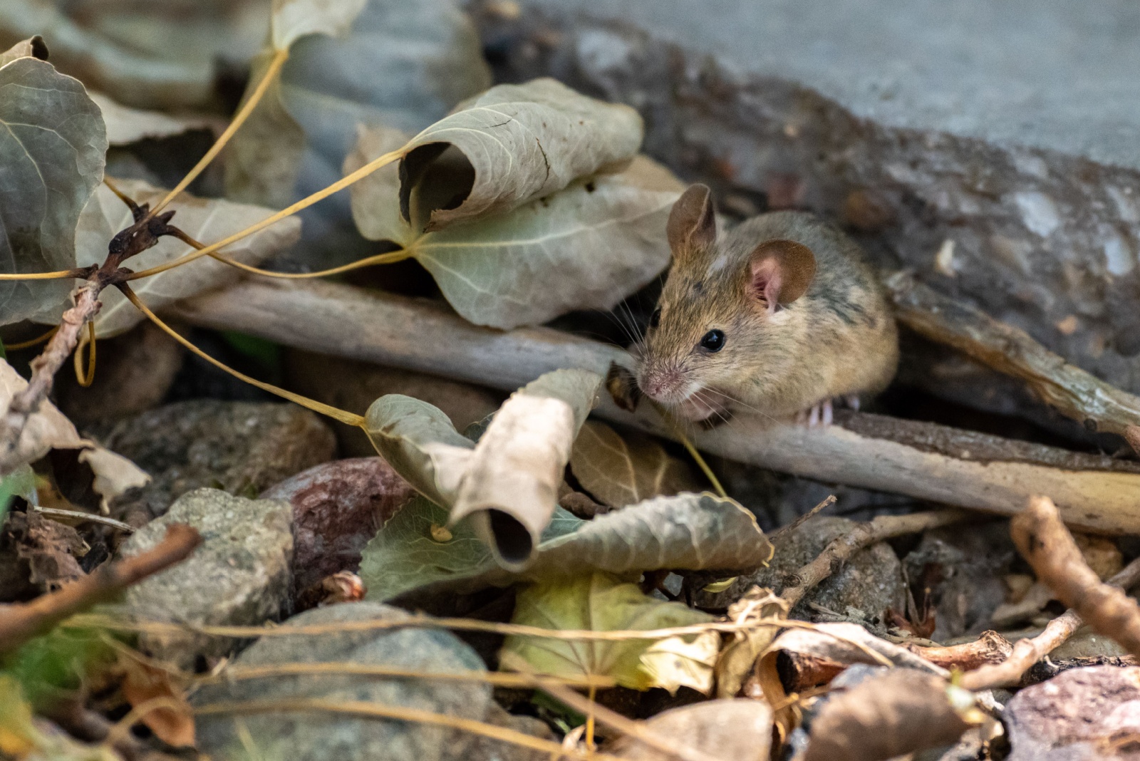 9 Plants Virginians Swear By To Keep Mice Out Of The Yard