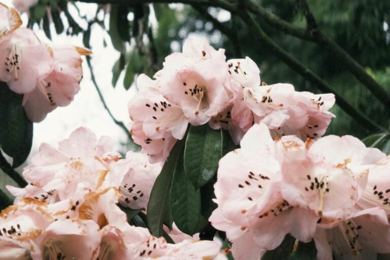 Pink Rhododendrons
