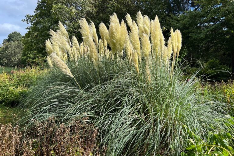 pampas grass (featured image)