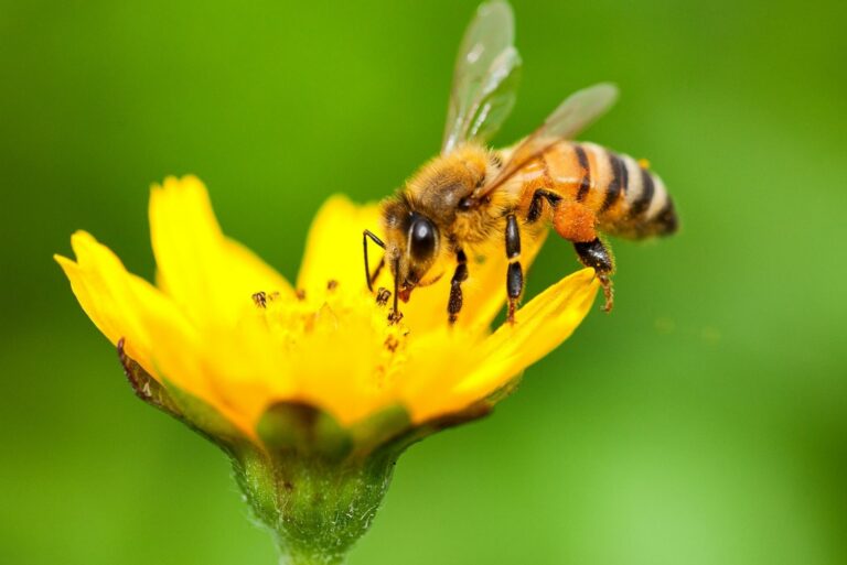 bee on a flower