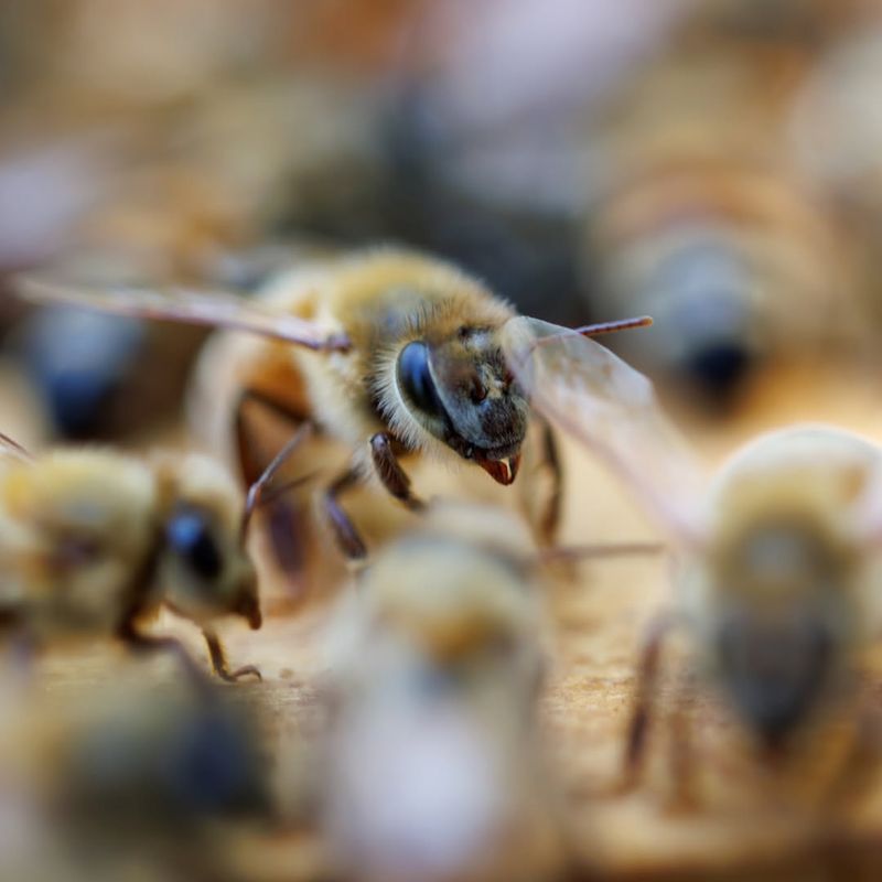 Pesticide Use In Agriculture