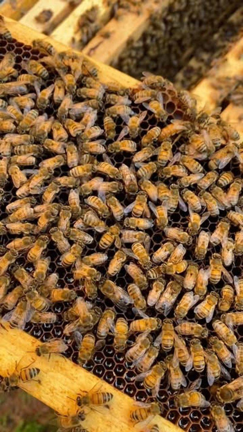 Pesticide Use on Farms and Lawns