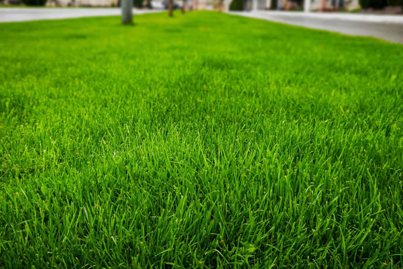 9 Reasons Georgia Homeowners Sprinkle Baking Soda On Their Lawns This November