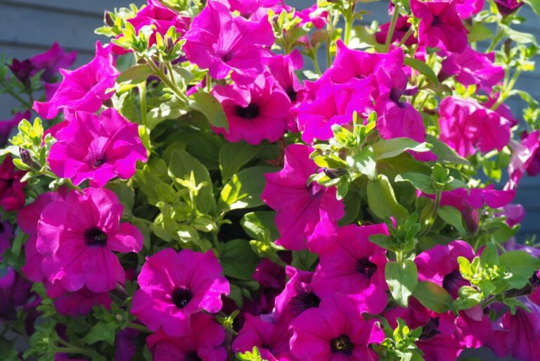 Petunias (featured image)