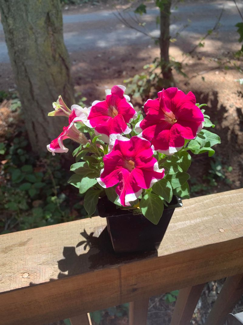 Heat Champions That Love Southern Summers