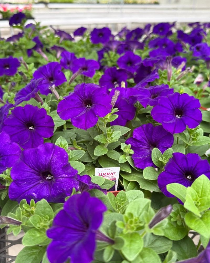 Vibrant Colors That Last Through Cooler Weather